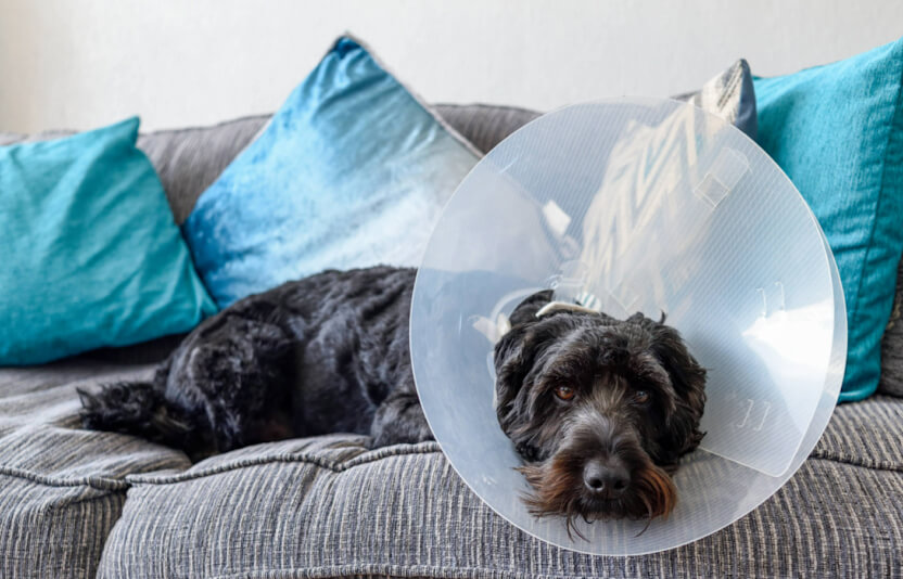 Собака в защитном воротнике сидит на лежанке